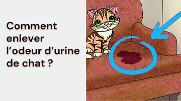 Comment enlever l'odeur de pisse de chat sur un canapé