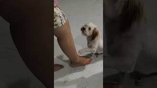 Mr.dona #shortvideo #pets