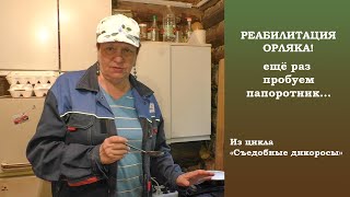 Реабилитация орляка!  Ещё раз пробуем папоротник. 