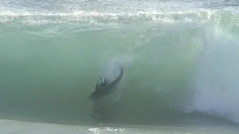 Jansen, Epic Rooster-fish Action!