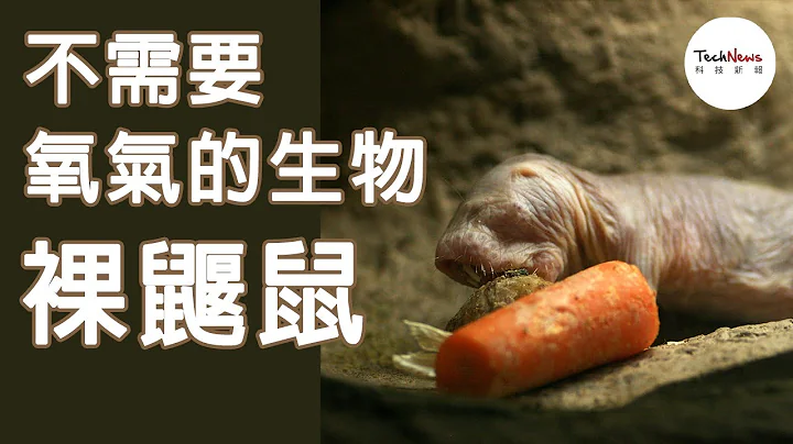 【奇特生物】不需要氧氣但需要二氧化碳？ - 天天要聞
