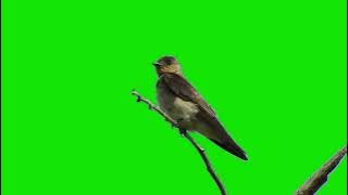 Bird Green Screen - Colombian bird