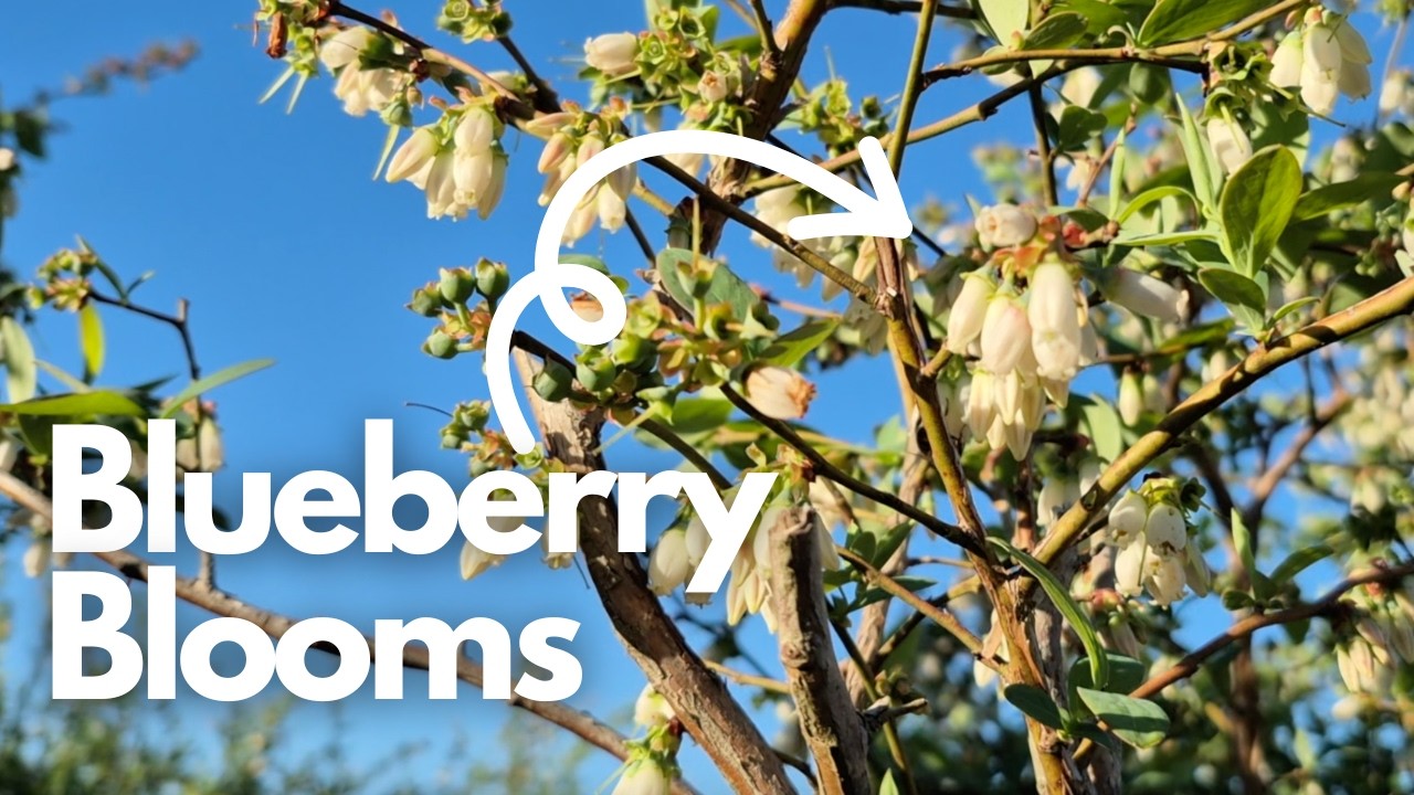 Blueberry Bloom Stages + Pollinators at Work on Our Farm