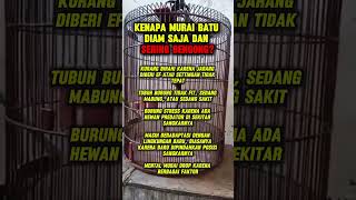 Download Lagu Murai diam dan bengong #muraibatu MP3