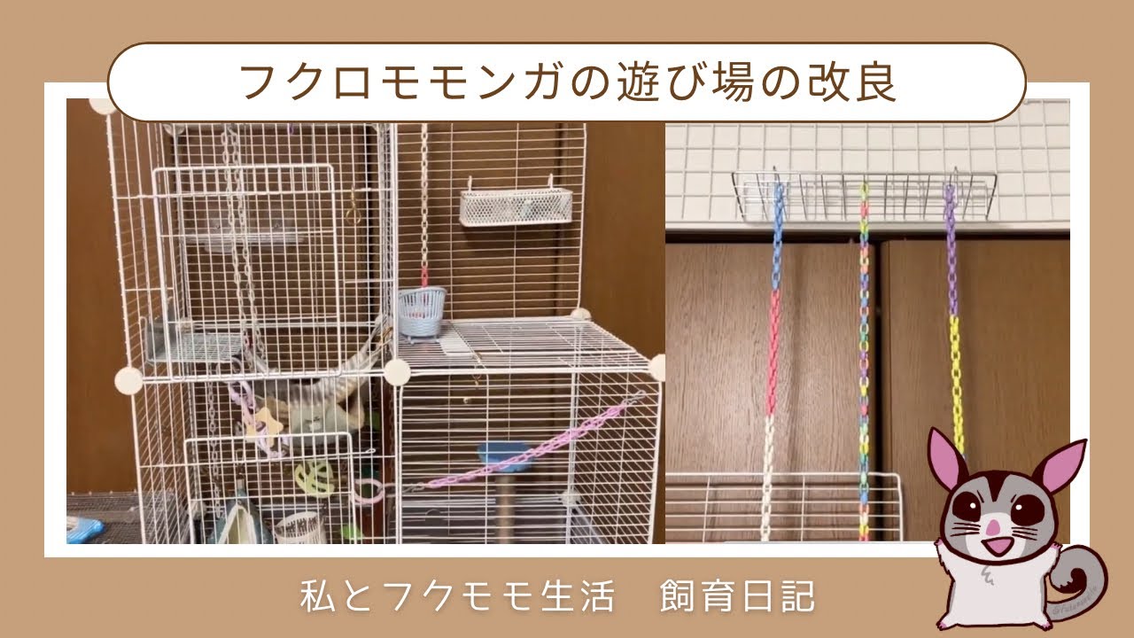 Rearing Diary 61][Cage Improvement] Expanding the Sugar Glider's