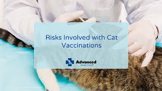 Risks Involved with Cat Vaccinations