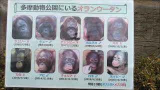 ボルネオオランウータン(キュー??)@多摩動物公園20220110