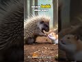 Hamster Himi sang penyelamat 🐹🦔 #hamsters #animals #journey #landakmini #youtubeshorts