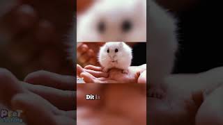 Eerste Woordjes Voor Kinderen 13 Jr  Hamster