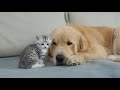 The Kitten Fell Deeply In Love With the Golden Retriever | Asian Tamil Clips