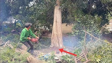 anh thợ cưa hạ cây tràm bông vàng to khủng ngã vị trí hẹp ở lò gạch
