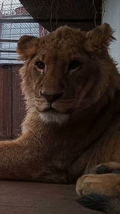 ШЕРХАНЧИК- чудо с музыкальным слухом. ШЕРХАН согласился, что он ...