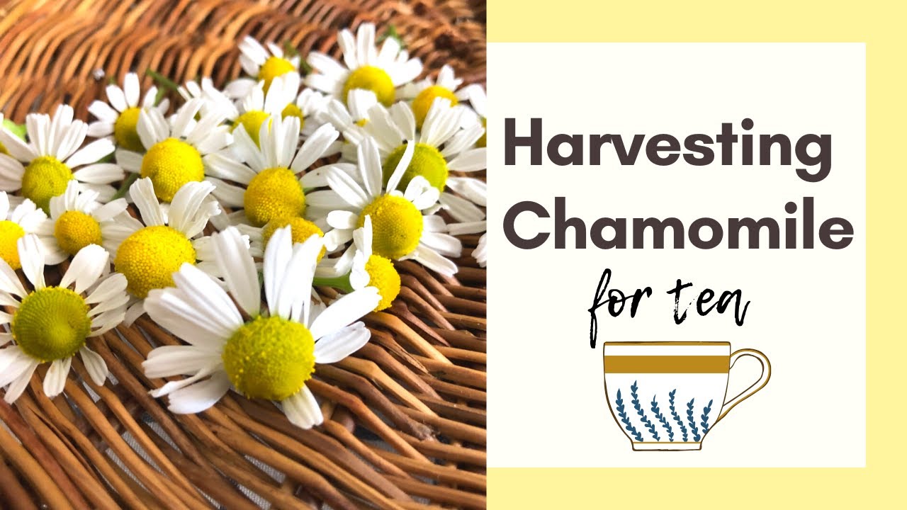 HARVESTING CHAMOMILE FOR TEA YouTube