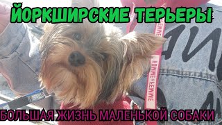 картинка: Йоркширские Терьеры – Большая Жизнь Маленькой Собаки