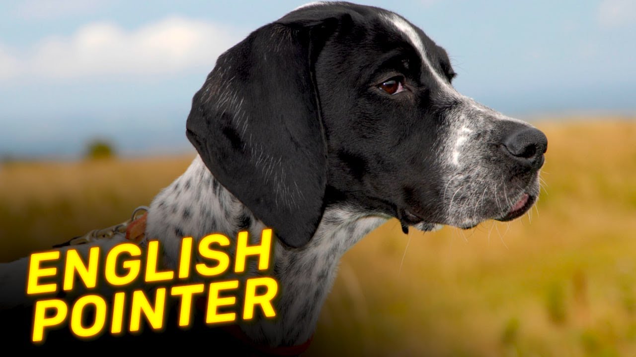English Pointer Dog - Hunting, Sporting, Gun Dog | Characteristics