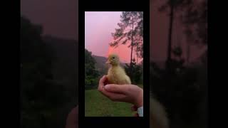 A tiny duckling 💕 #shorts #cuteanimals #cute