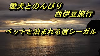 愛犬と西伊豆でお泊り　気軽な宿シーガル