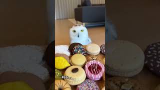 Famous Do this before your day ends to witness this heart-melting owl rescue change everything #viral #tren Wealth