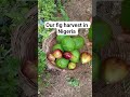 Harvesting Our Figs In Nigeria Music Retro Guitar Jazz Oldschool