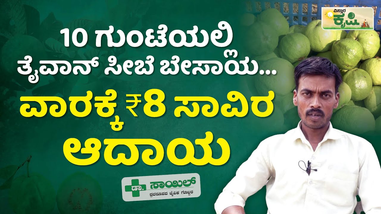 ವಾರಕ್ಕೆ 8 ಸಾವಿರ ಆದಾಯ..! | Vistara Krishi | Taiwan Seebe Farming In Kannada | ತೈವಾನ್‌ ಸೀಬೆ