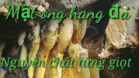 Tổ ong mật trong hang đá ven sông mật siêu đẹp #
