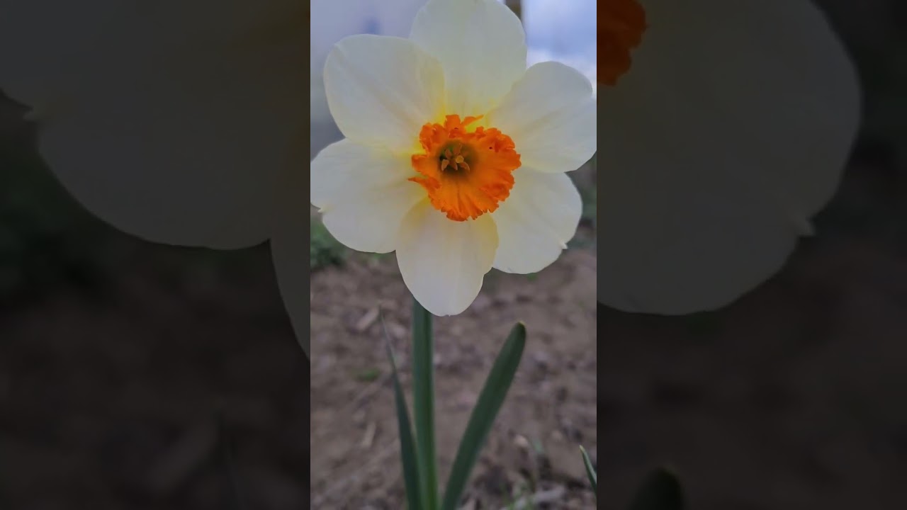 Reteta de ingrasamant si fungicid facut acasa din drojdie