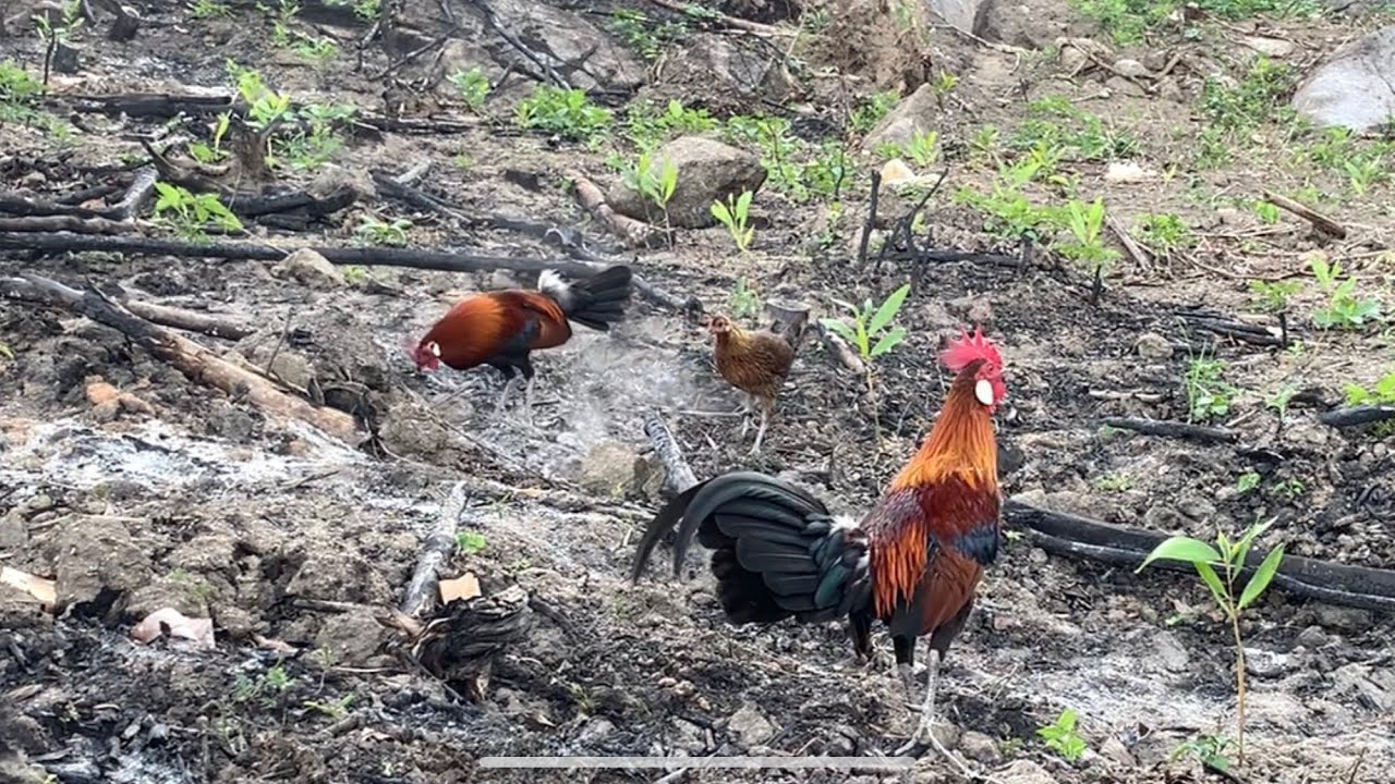 bẫy gà rừng mới nhất/ e bổi tơ tinh quái