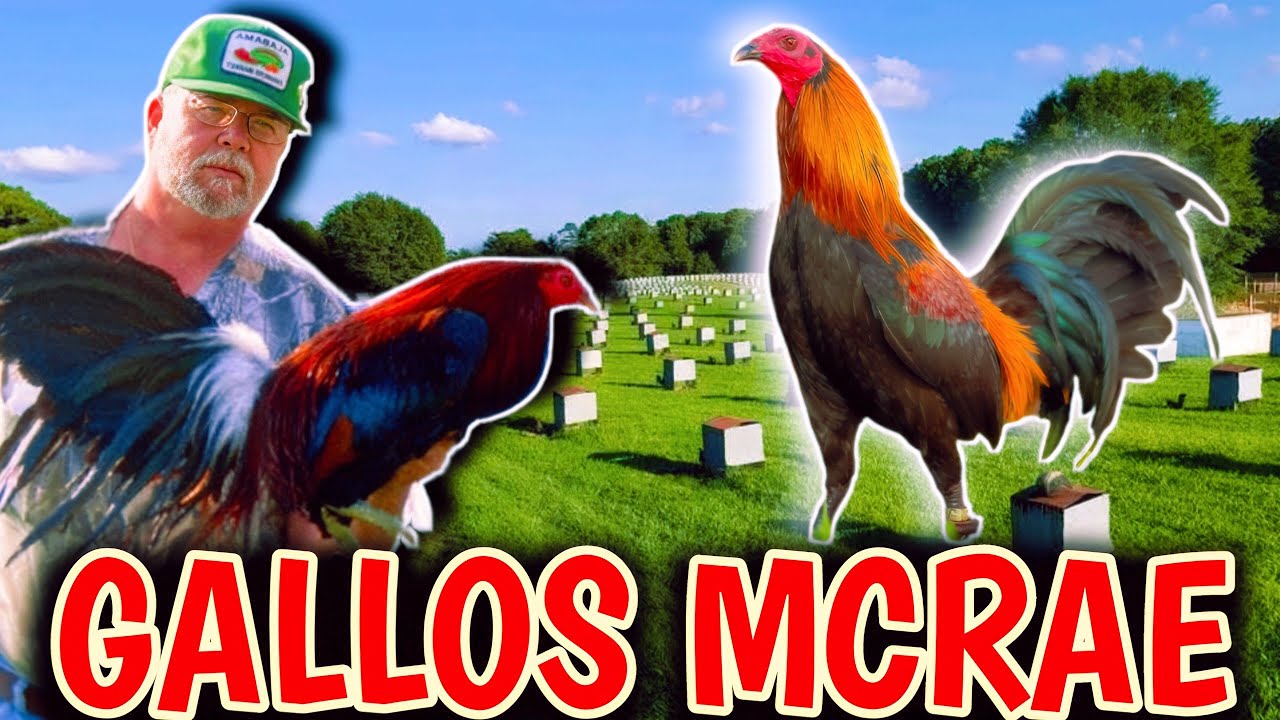 Bobby Payton y Sus McRae De William McRae 🐓🐓🐓🔥🔥💥💥