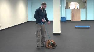 Conversational Leash Work