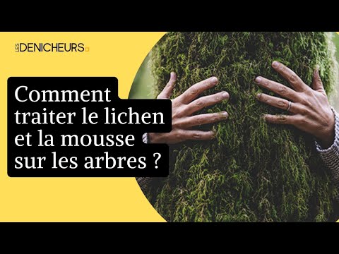 Vidéo: Comment se débarrasser du lichen sur les arbres ?