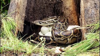 Rat Stalks Python Nest 02 Footage