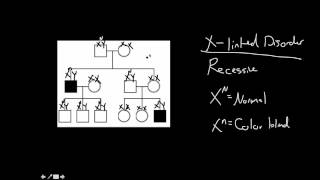 Pedigrees X linked Disorders
