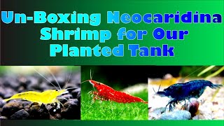 Unboxing Neo Caridina Shrimp to Our Planted Tank!