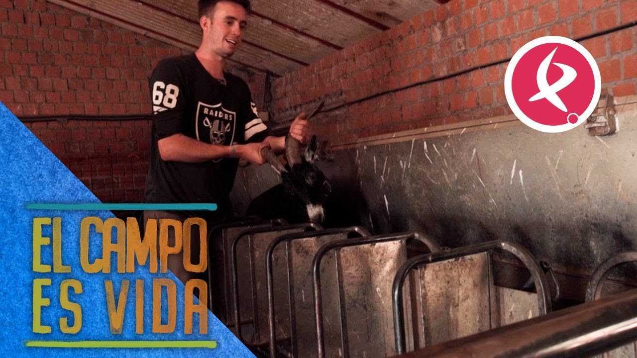 Las travesuras de las cabras convierten el ordeño en una locura para Alejandro | El campo es vida