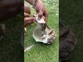 世界一でかいサザエをさばく #survival #survivalskills #夜光貝