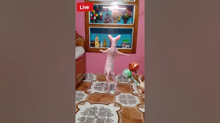 Video 11394211: smile cat funny dance, funny cat angry