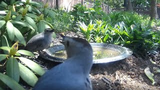 Bird Bath, April 24, 2024 (3/4)