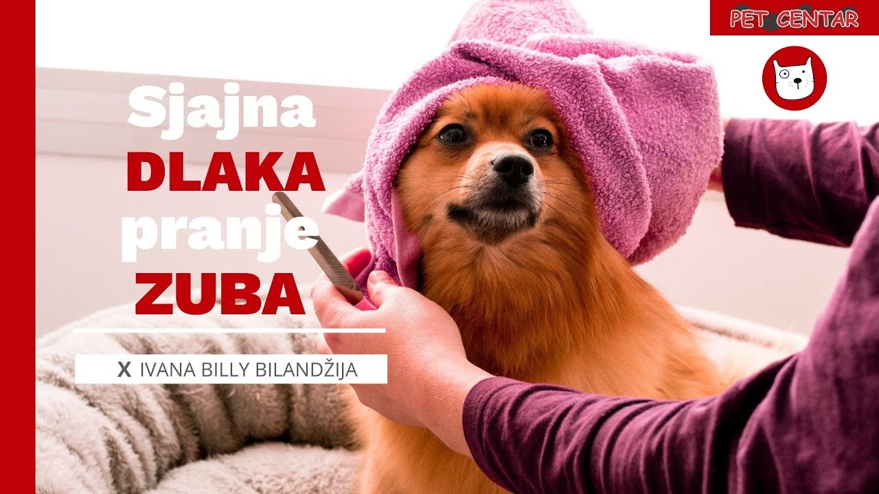 Sjajna dlaka i pranje zuba kod pasa (Mijan Vau)
