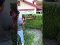 trimming the green hedge plants to look neat by using a power trimmer tool in the front yard today