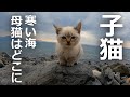 子猫が海にポツン母猫を探すために泣き叫んだ結果…