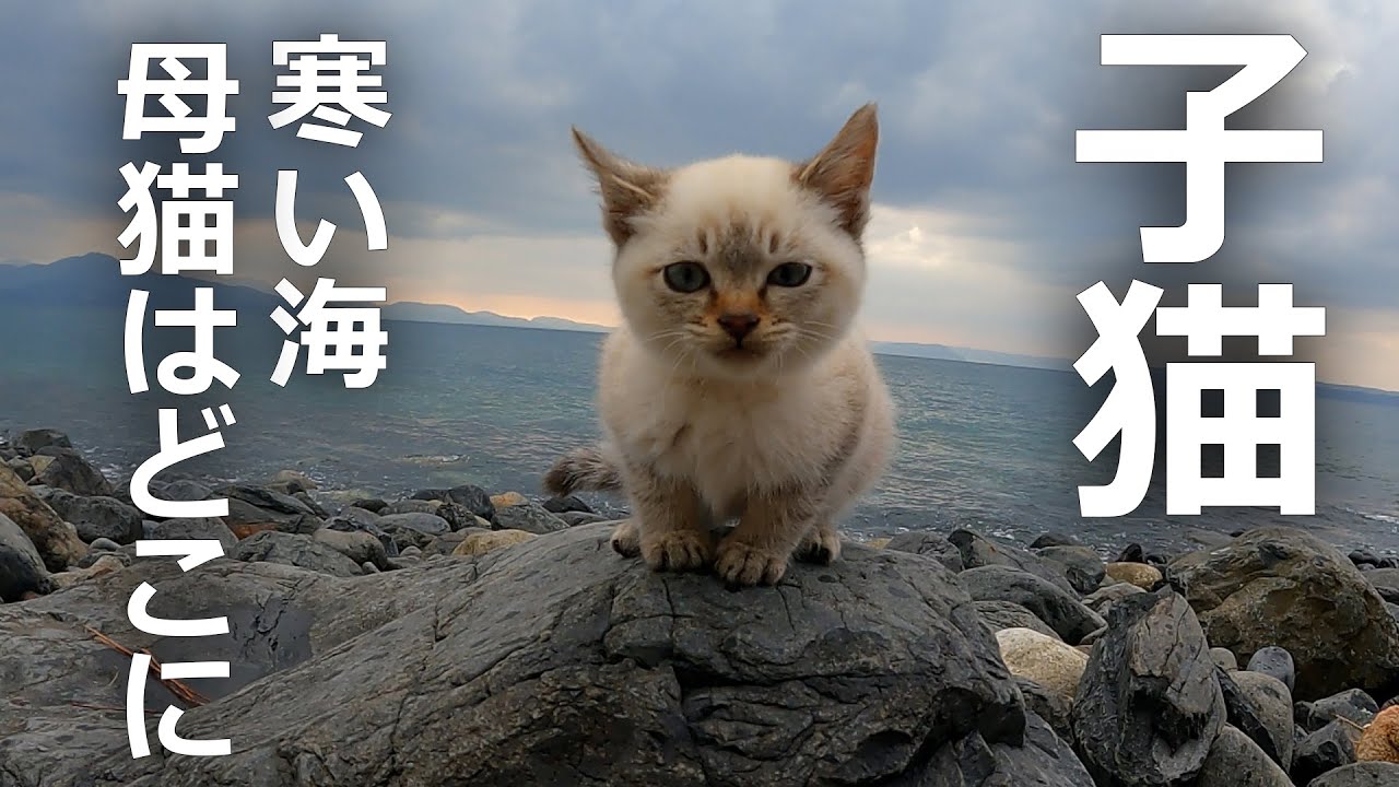 子猫が海にポツン母猫を探すために泣き叫んだ結果…