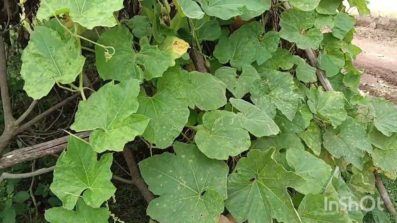 Mandulu leni organic vegitables#youtubevideos#tomatos#organic#bringels#bottilegord#viral