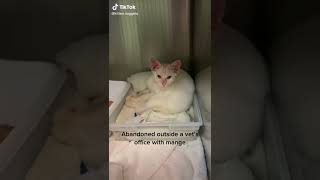 Cutest kitten 💖💕💕❤️ #catchallenge #cutekitty #lovecats #catvideos #kitty #cutecats #catmom #catlife by Cutest Kitty No views 1 year ago 1 minute, 7 seconds