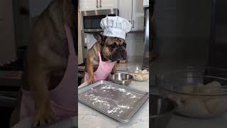 lol in my dreams #lol #ai #sadie #tuglife #dogs #dog #dogshorts #cooking #cute      #pets #aidog