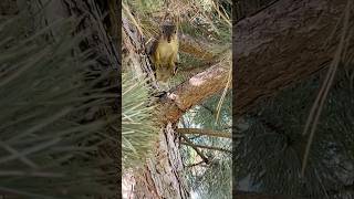 Hello! Goodbye! #squirrel
