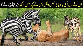 Zebra Vs Lion | زیبرا نے شیر کو دھول چٹا دی | Planet Earth