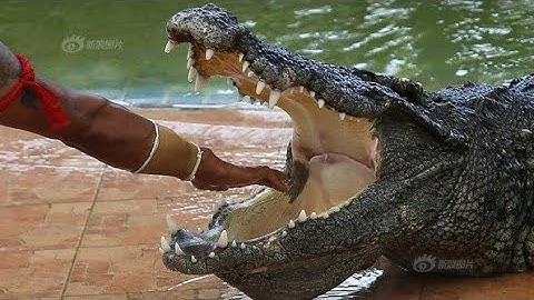 Diễn xiếc với Cá sấu 🐊 (Tiết mục 5)