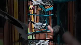 Download Lagu Burung kapasan kemiri unik #shorts #burungkapasankemiri #kapasankemiri MP3