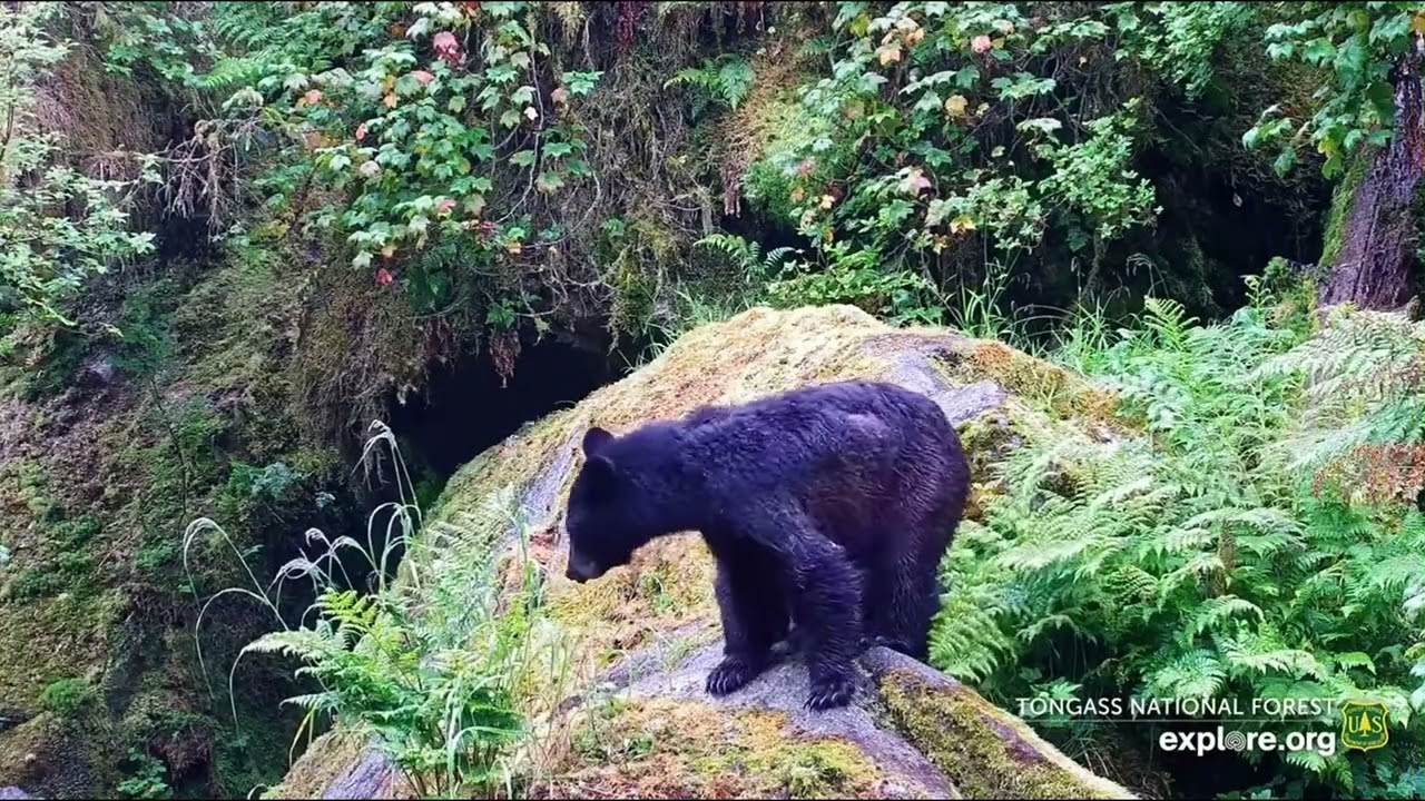 Triplet cubs of the year on Tongass live cameras 7/6/25 (explore.org)