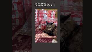 いつもいつもありがとうございます(❀ᴗ͈ˬᴗ͈)'投稿遅くなり申し訳ございませんでしたm(* _ _)m